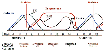 hormones