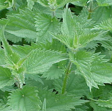 Urtica dioica